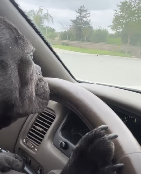 Frenchie is learning how to drive !